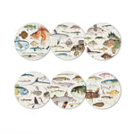 Coaster Fish of NZ - Set of 6