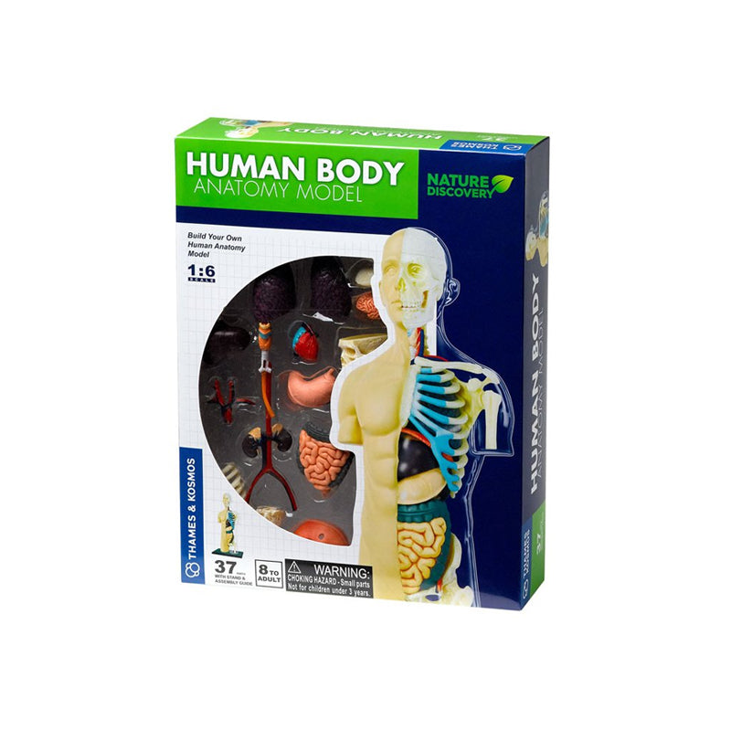 Human Body Anatomy Model Kit - 37 pieces