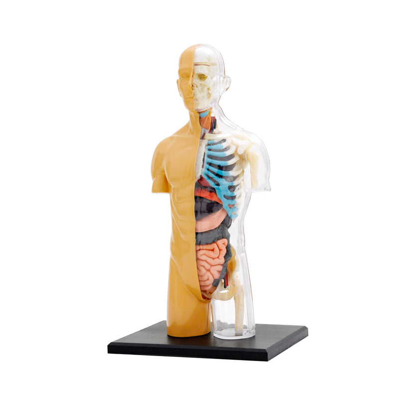 Human Body Anatomy Model Kit - 37 pieces