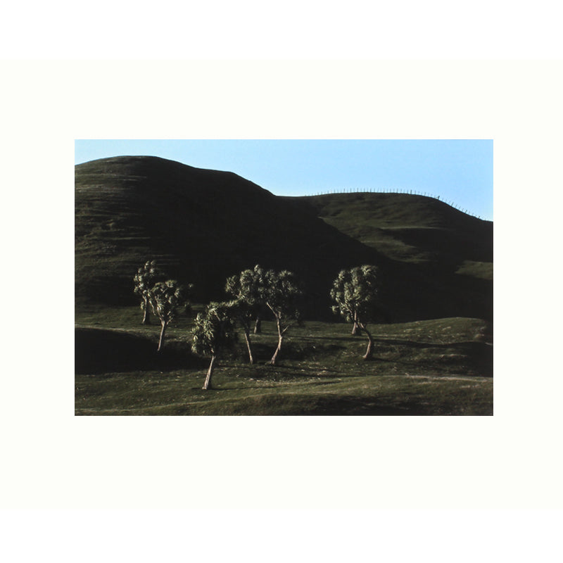 Print - Cabbage Trees, Cape Farewell - Robin Morrison: Road Trip