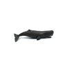 Sperm Whale Calf